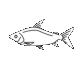 Fish_transparent